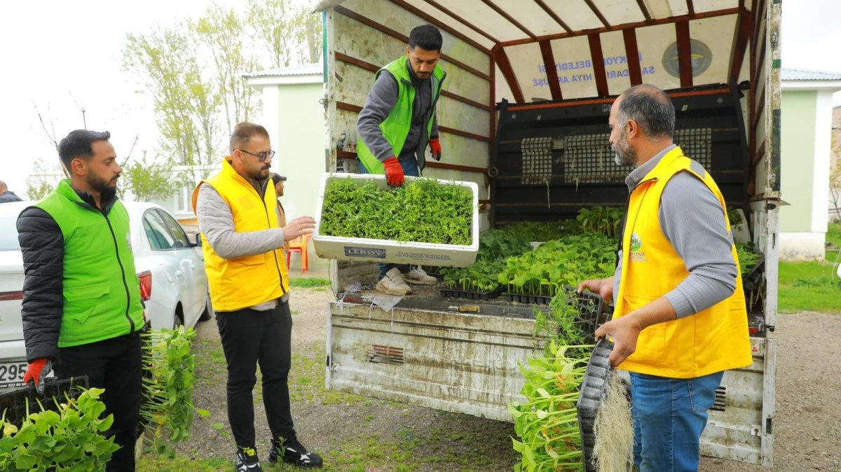 İpekyolu Belediyesi Er&ccedil;ek&rsquo;te 80 Bin Sebze Fidesi Dağıttı