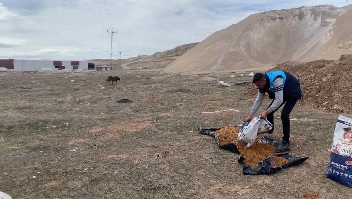 SOKAK HAYVANLARINA SEVGİ İLE DOKUNUYORUZ