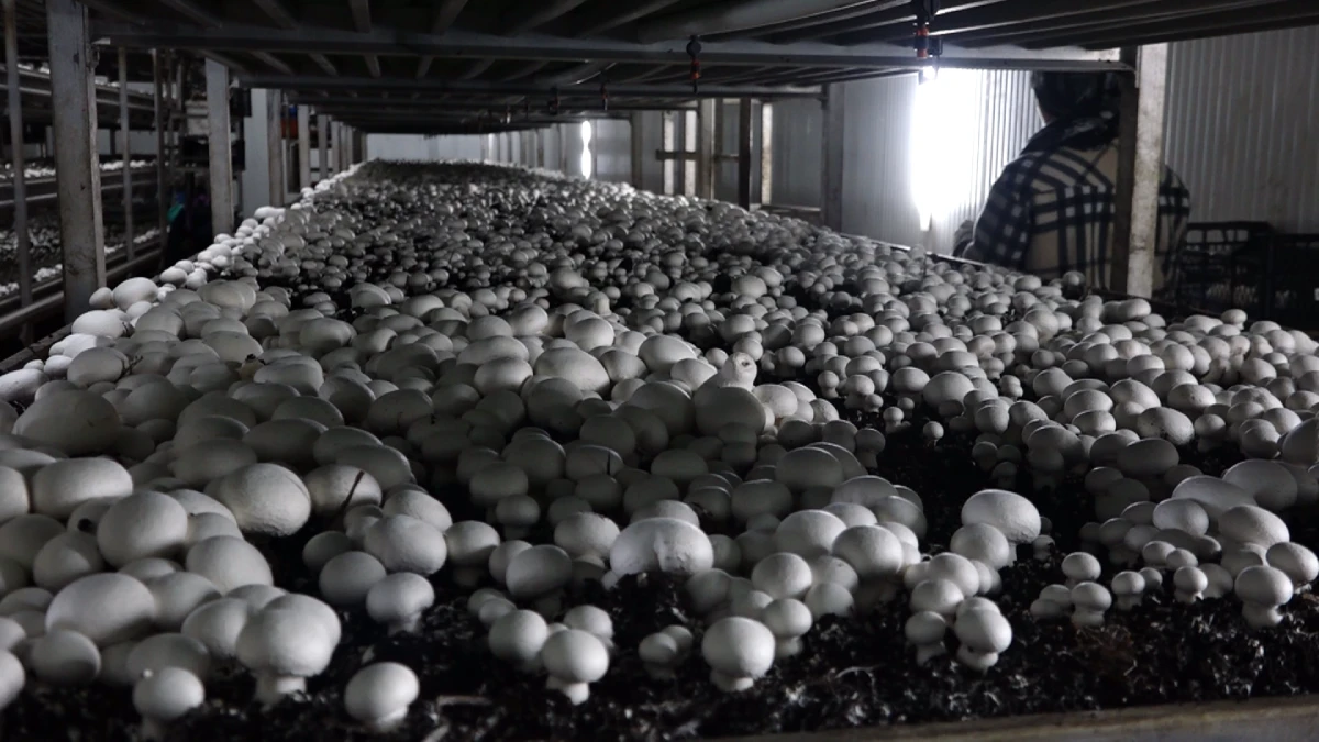 VAN'DA G&Uuml;NDE 3 TON &Uuml;RETİLİYOR 28 İLE G&Ouml;NDERİLİYOR